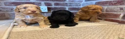 Cockapoo dogs for sale: Beautiful F1 Cockapoos in King's Lynn - Advert 1