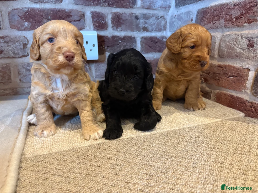 Cockapoo dogs for sale: Beautiful F1 Cockapoos in King's Lynn - Advert 1