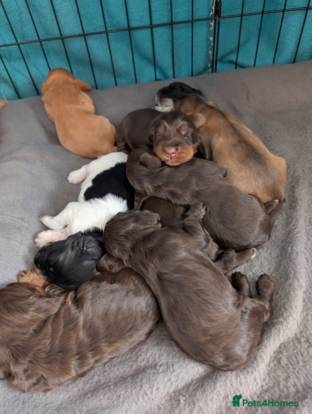 Cocker Spaniel dogs for sale:  Show type cocker spaniel puppies (SOLD) - Image 3