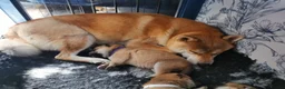 Japanese Shiba Inu dogs for sale: 5 Beautiful Shiba puppies looking for their home - Advert 8