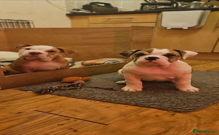 Mixed Breed dogs - Advert 2