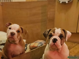 Mixed Breed dogs - Advert 5