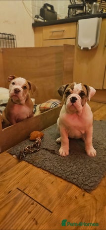 Mixed Breed dogs - Advert 4