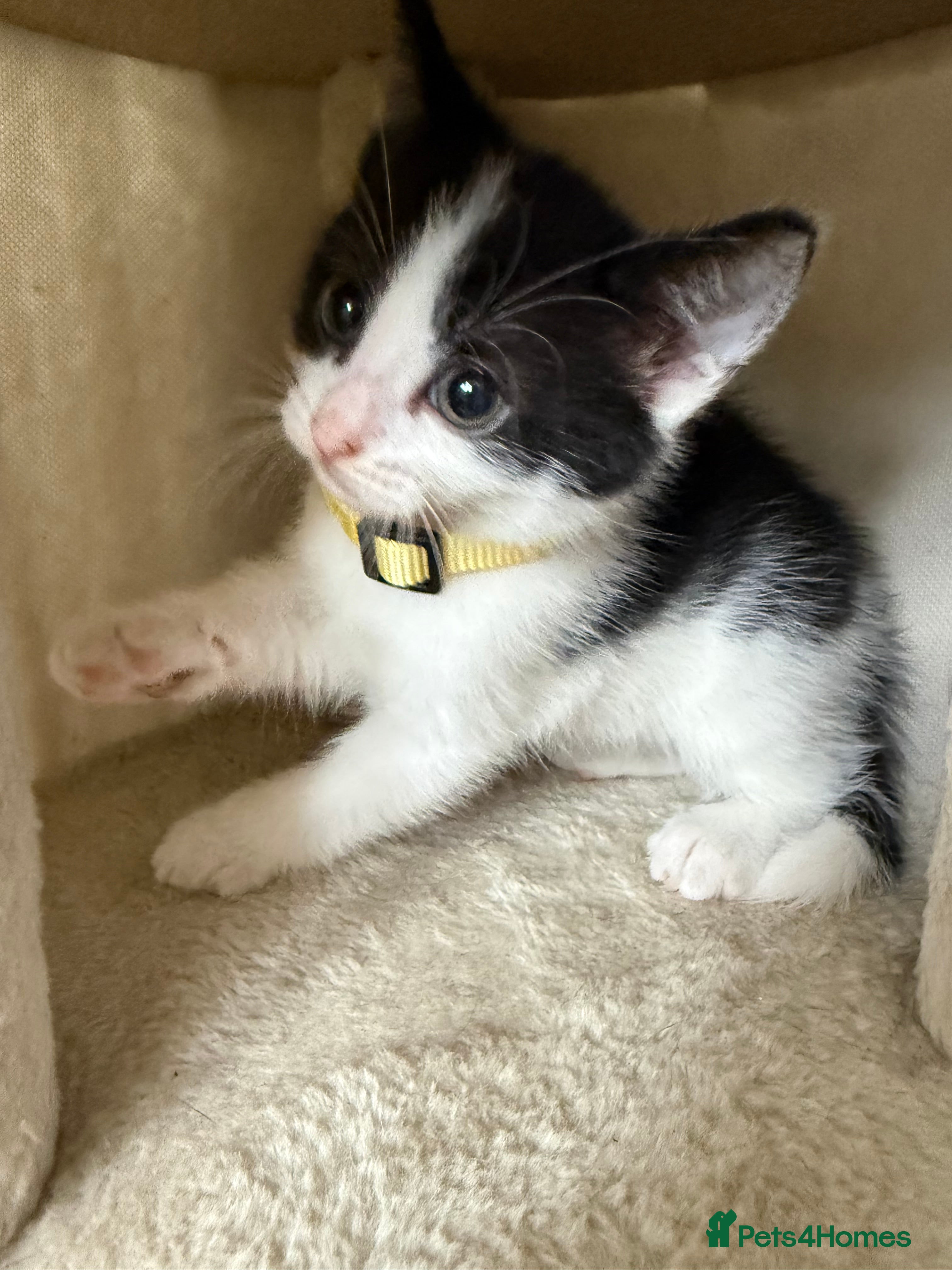 Mixed Breed cats Beautiful mixbreed kittens for sale - Advert 2