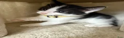 Mixed Breed cats for sale: Beautiful mixbreed kittens for sale - Advert 2
