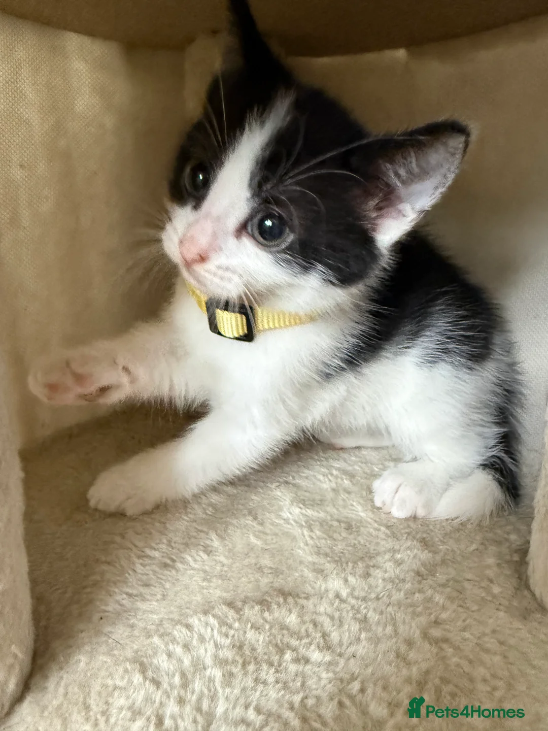 Mixed Breed cats for sale: Beautiful mixbreed kittens for sale - Advert 2