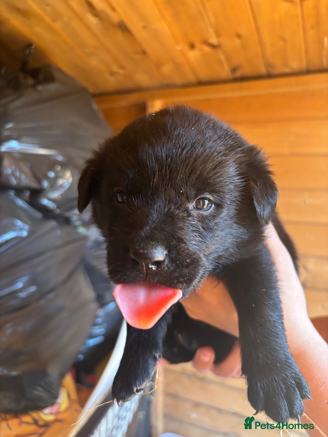 Mixed Breed dogs for sale: Rottie cross lab  - Image 11