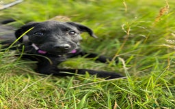 Labrador Retriever dogs for sale: Beautiful Labroador boy - Image 2