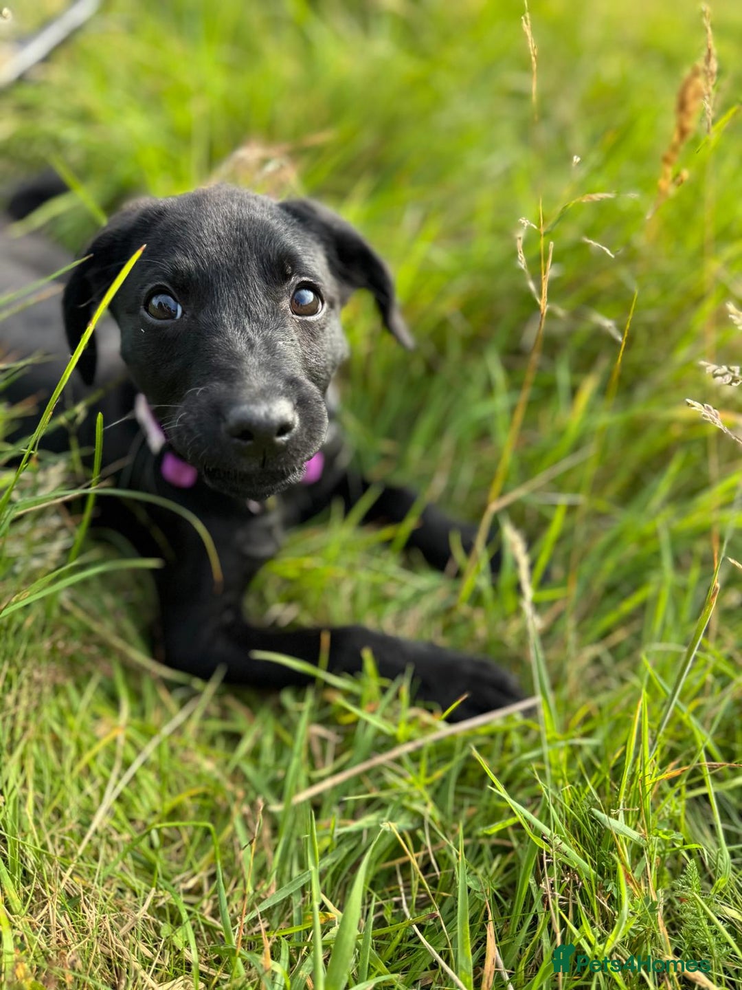 Labrador Retriever dogs for sale: Beautiful Labroador boy - Image 2
