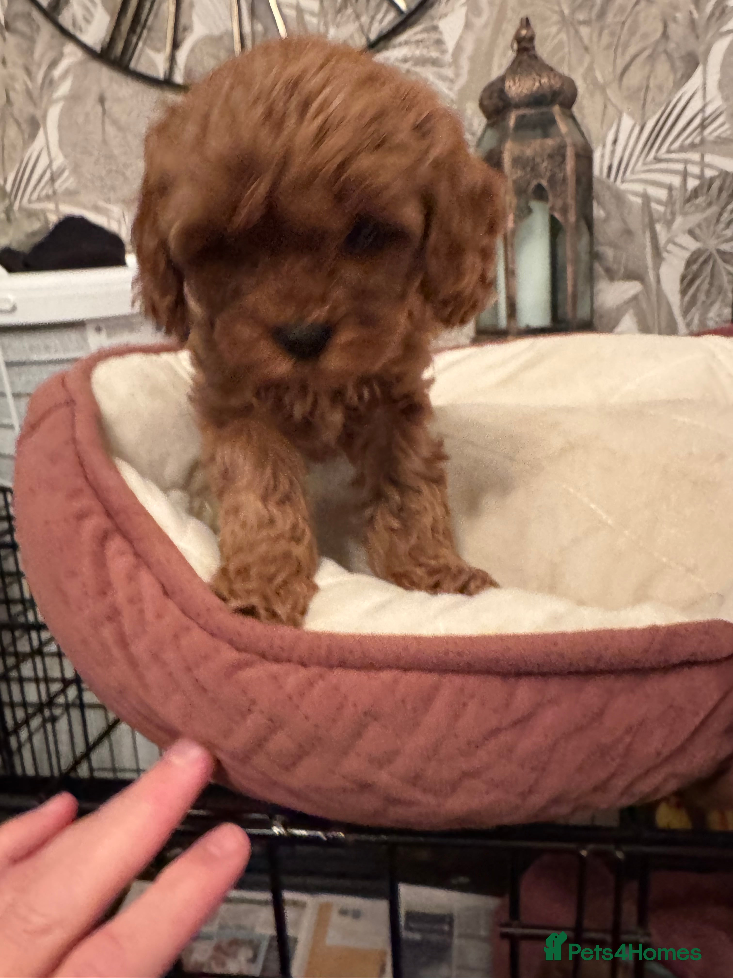 Cavapoo dogs F1 b beautiful Cavapoos  - Advert 15