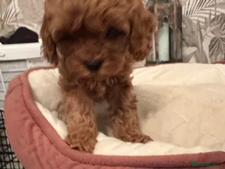 Cavapoo dogs F1 b beautiful Cavapoos - Advert 15