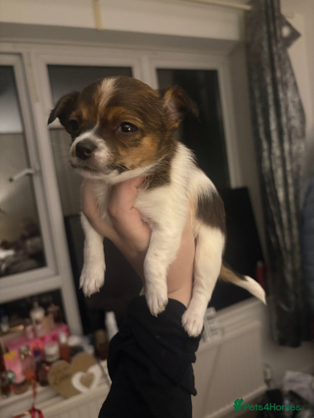 Mixed Breed dogs for sale: Jack Russell Chihuahua Puppies🐾 - Image 5