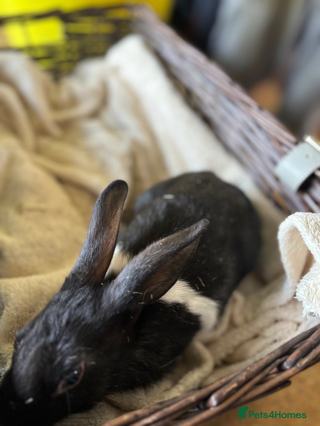 English Lop rabbits for sale: Beautiful English rabbits for sale  - Image 6