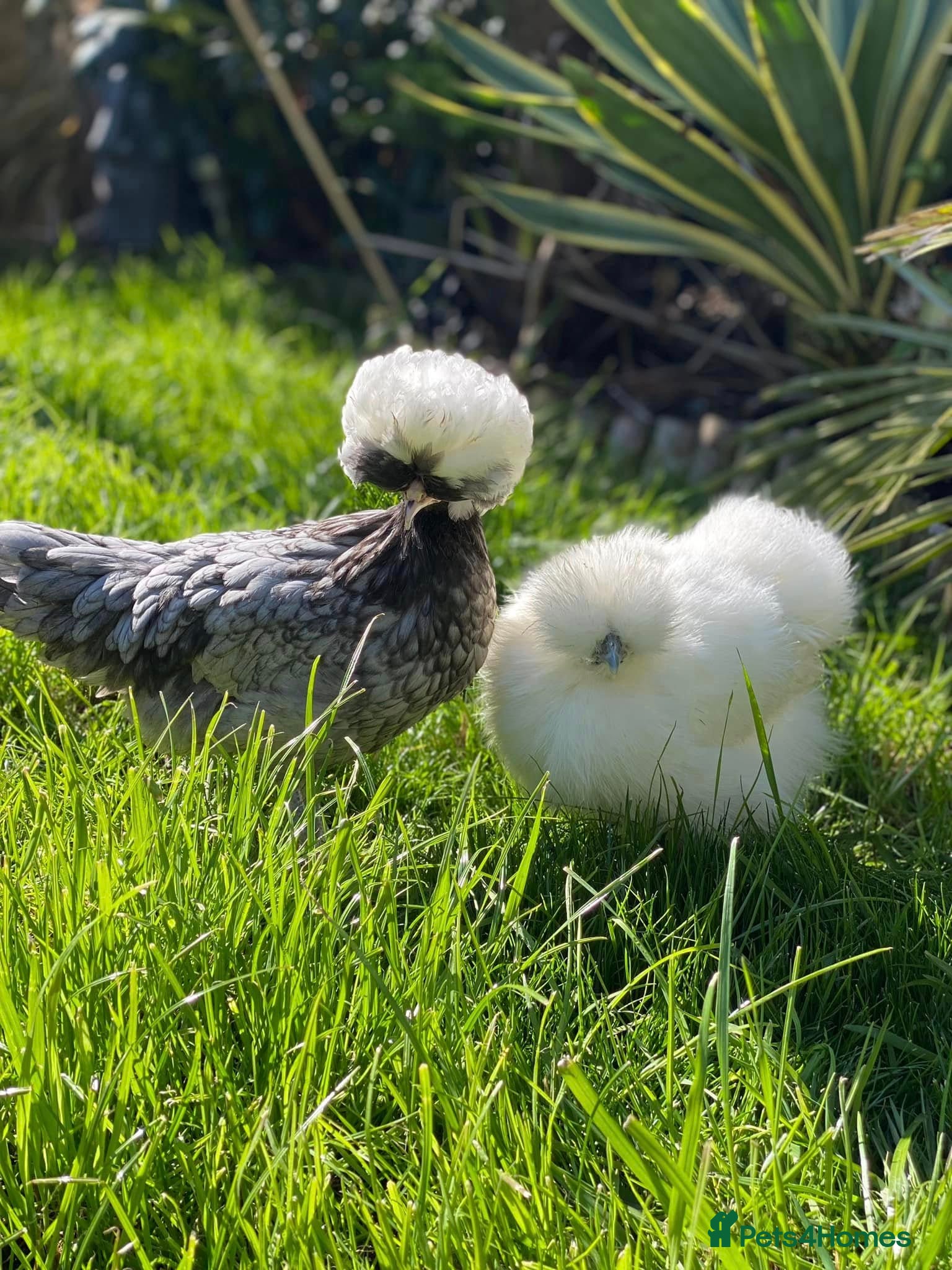 Chickens poultry Female bantams- Silkies, Polish, Pekins and Booted - Advert 3