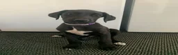 Lurcher dogs for sale: Deerhound/Alaunt  X  Poodle/Saluki puppies  - Advert 6