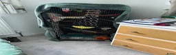 Sugar Glider rodents for sale: X2 female sugar gliders and cages for sale in Faringdon - Advert 8