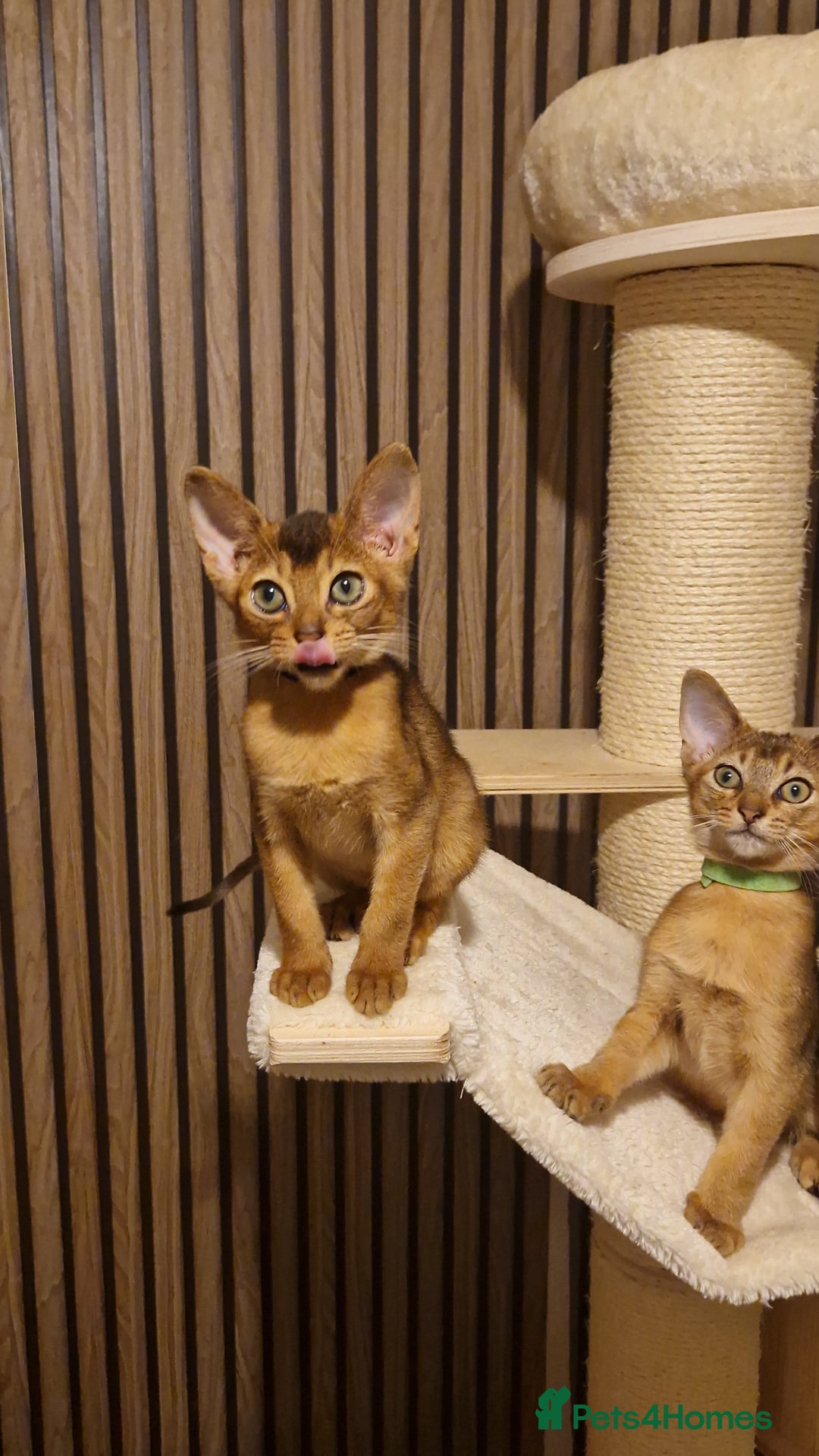 Abyssinian cats for sale: Pure Abyssian kittens ❤️ - Advert 13