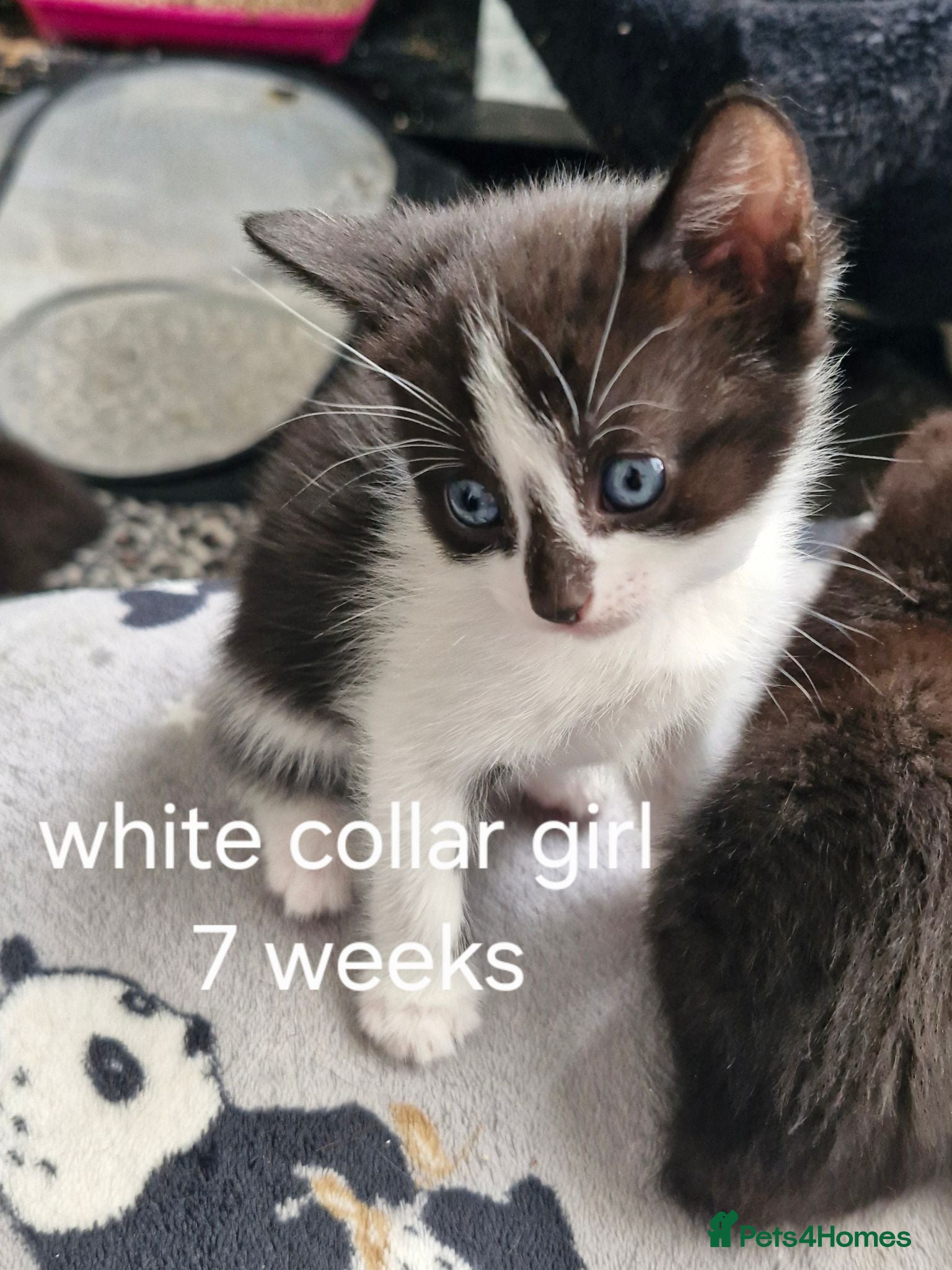 Mixed Breed cats 5 black/ black and white kittens - Advert 3