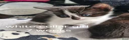 Mixed Breed cats for sale: 5 black/ black and white kittens - Advert 1