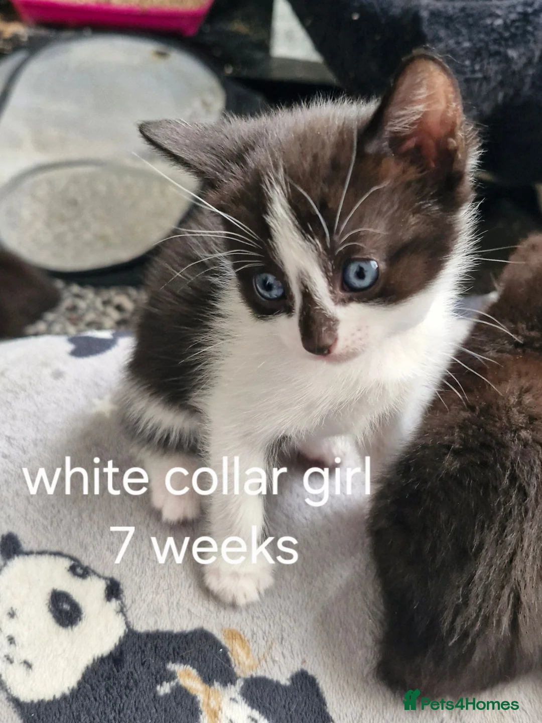 Mixed Breed cats for sale: 5 black/ black and white kittens - Advert 1