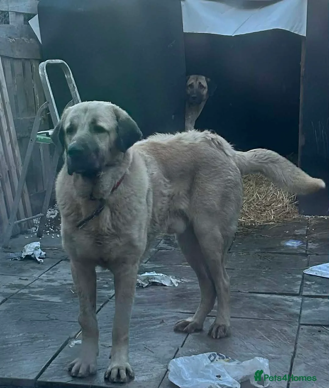 Mixed Breed birds for sale: Turkish kangal  in Rotherham - Advert 2