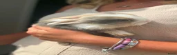 Mixed Breed rabbits for sale: Bunnies - Advert 3