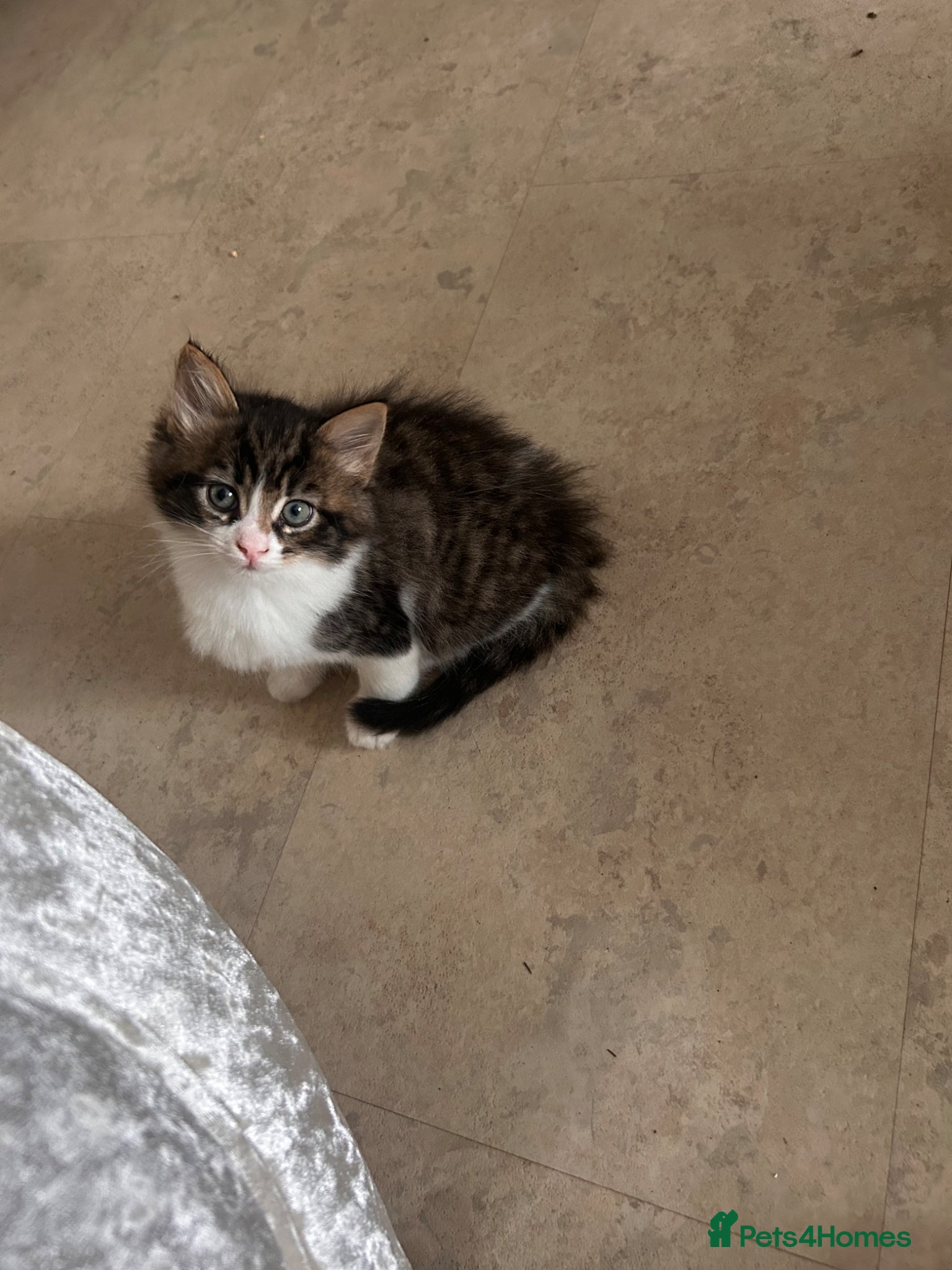 Mixed Breed cats Cross ragdoll kittens - Advert 10