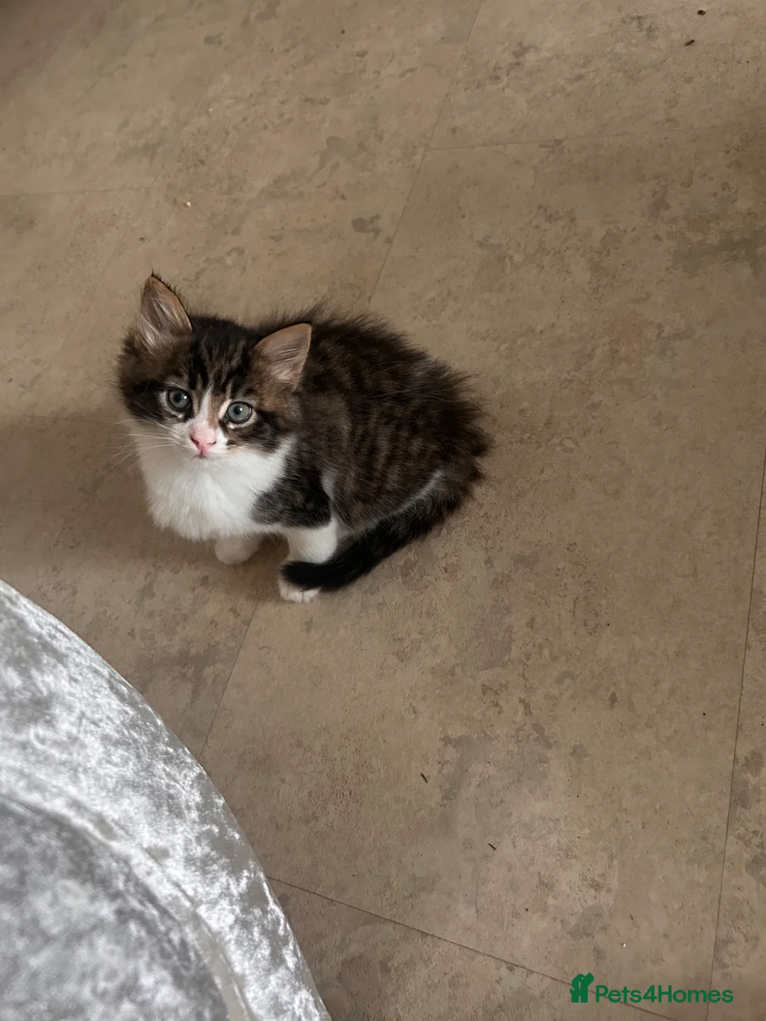 Mixed Breed cats for sale: Cross ragdoll kittens - Advert 2