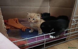 Mixed Breed cats for sale: 4 sweet happy tuxedo kittens - Image 9