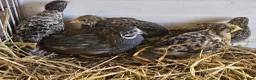 Quail poultry for sale: Chinese Painted Button Quail Groups  - Advert 12