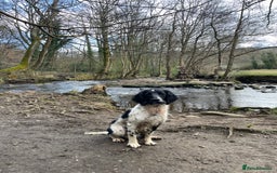 English Springer Spaniel dogs for sale: Chase, springer spaniel - Image 4
