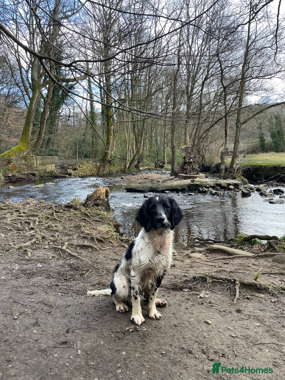 English Springer Spaniel dogs for sale: Chase, springer spaniel - Image 4