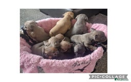 French Bulldog dogs for sale: Quality litter French Bulldogs - Image 1