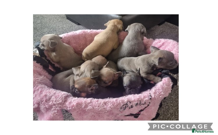 French Bulldog dogs - Advert 1