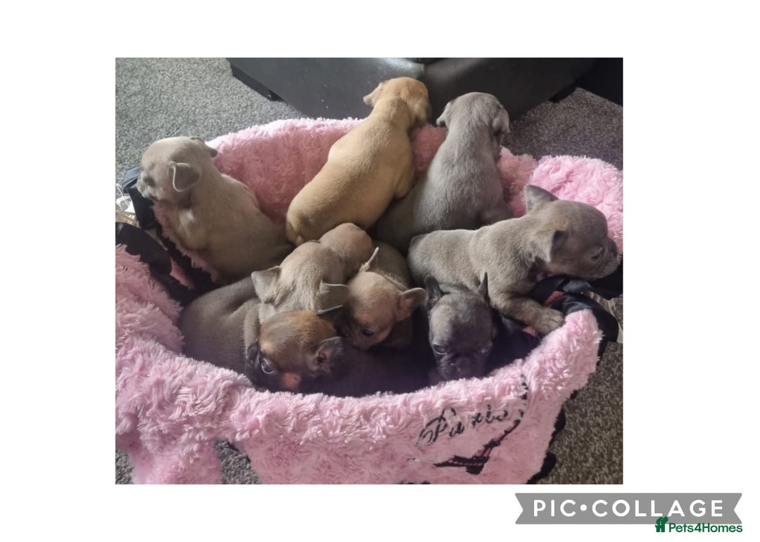 French Bulldog dogs for sale: Quality litter French Bulldogs - Image 1