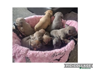 French Bulldog dogs - Advert 28