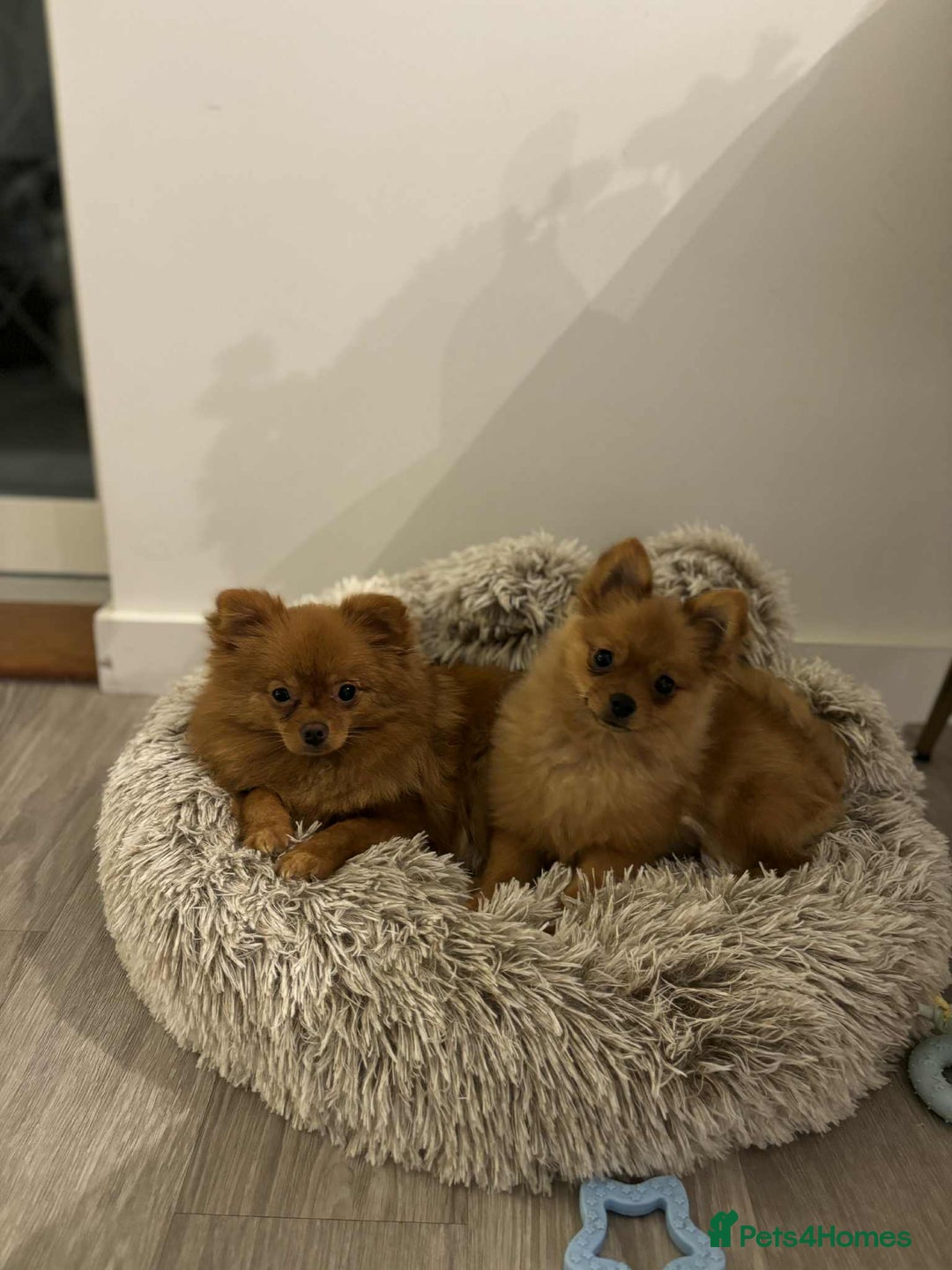 Pomeranian dogs for sale: 🐾 Adorable 7-Month-Old Pomeranian Girl – Lusy 🐾 - Image 8