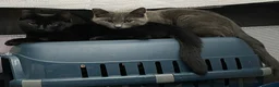 Mixed Breed cats for sale: Kitten 1 & Kitten 2 in Wallingford - Advert 17