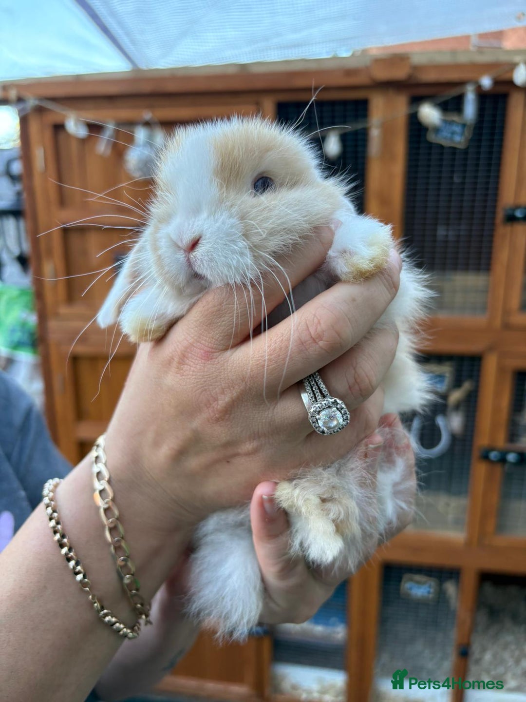 Mini Lop rabbits for sale: Pure bred mini lop - Image 7