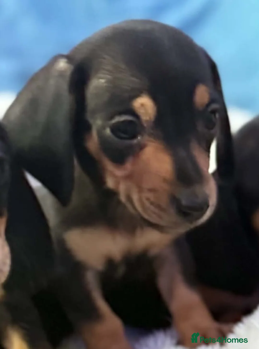 Dachshund dogs for sale: Beautiful black and cream puppies available  - Advert 12