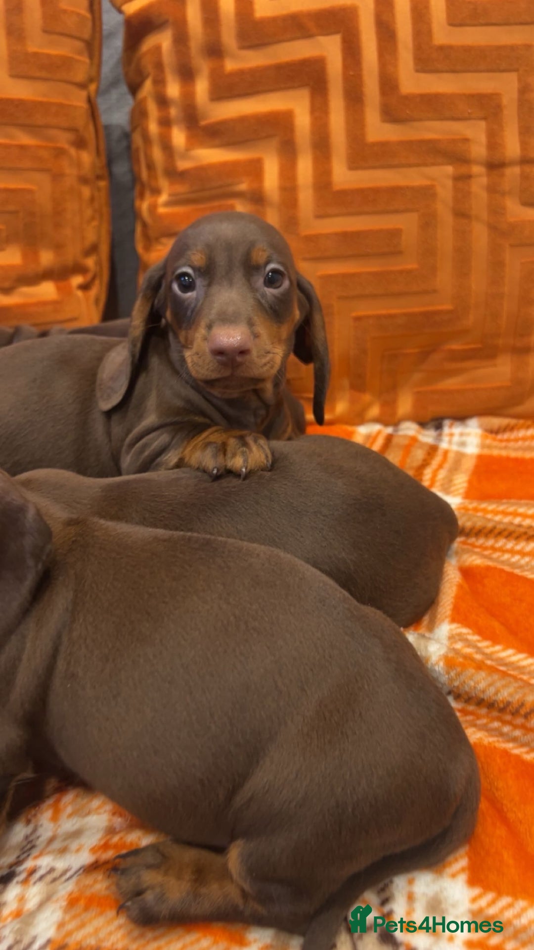 Dachshund dogs for sale: Dachounds for sale  - Image 13