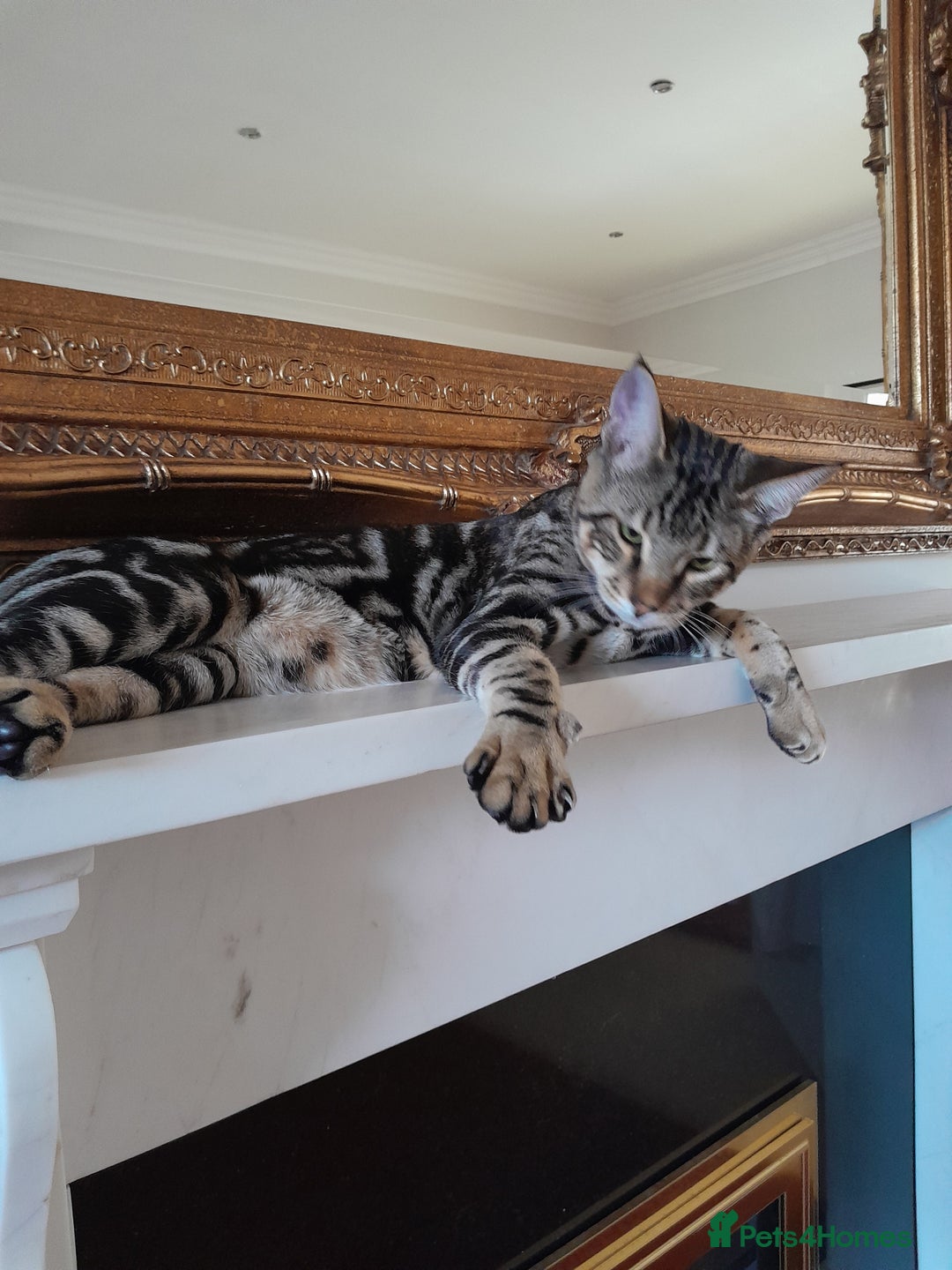 Savannah cats for sale: SOLD Pedigree TICA Reg F5 Savannah Boy Kitten - Image 19