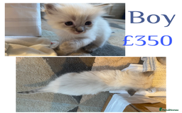 Mixed Breed cats for sale: Ragdoll x Tabbie - Image 4