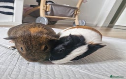 Guinea Pig rodents for sale:  2 Playful Male Guinea Pigs (4 Months)  - Image 1