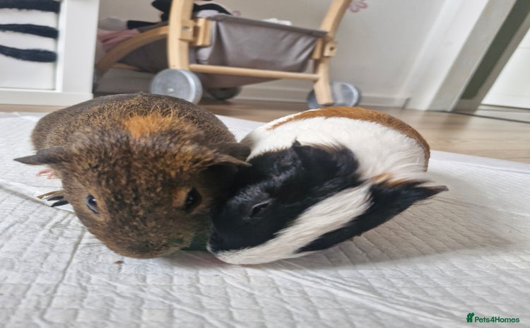 Guinea Pig rodents - Advert 4
