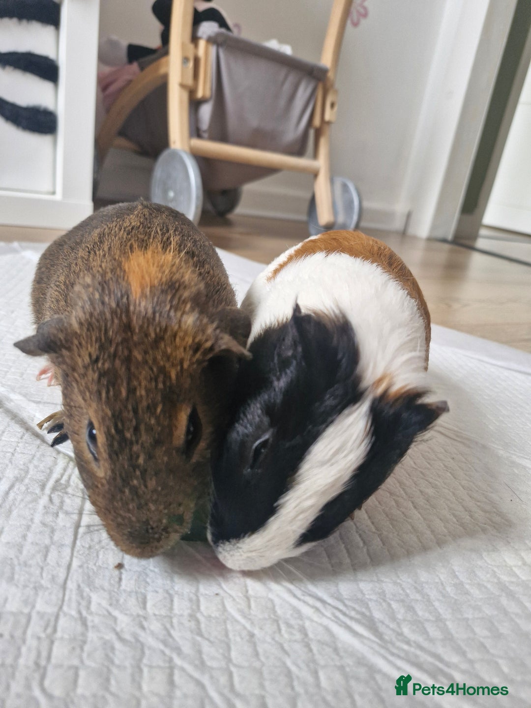 Guinea Pig rodents for sale:  2 Playful Male Guinea Pigs (4 Months)  - Image 1