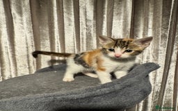 Mixed Breed cats for sale: Tigers angel - Image 5