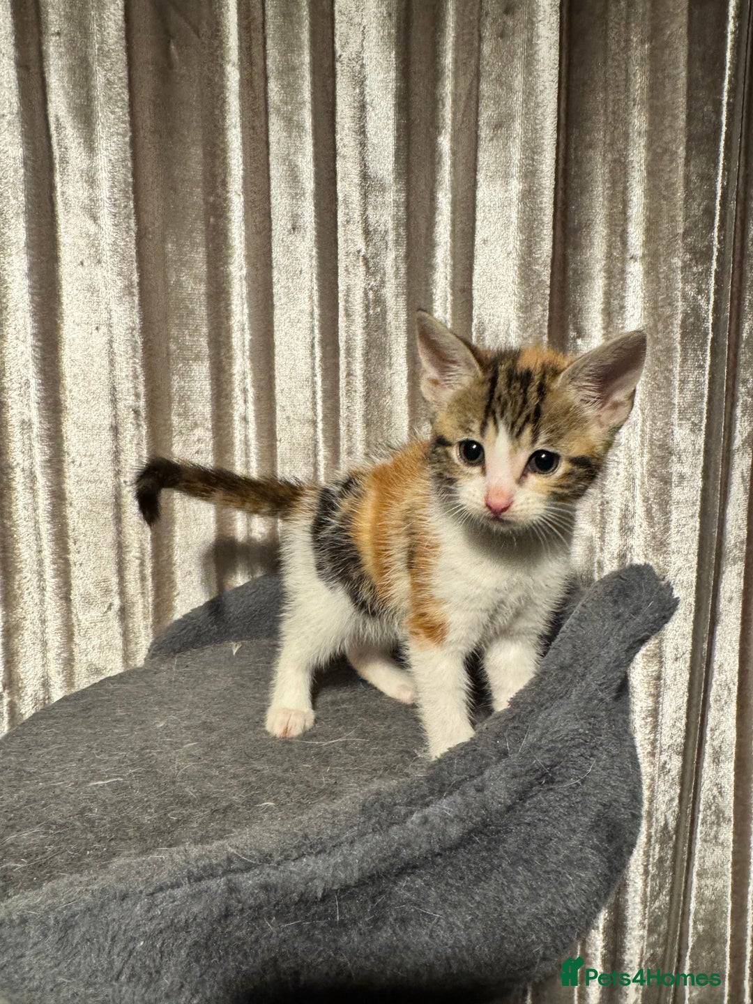 Mixed Breed cats for sale: Tigers angel - Image 5