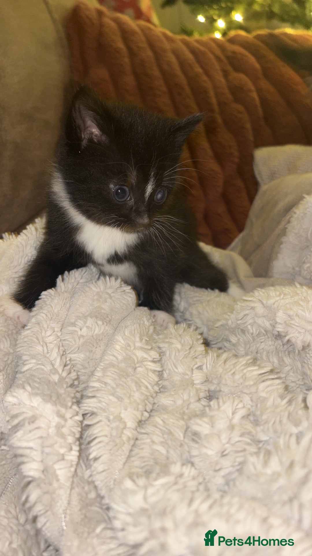 British Shorthair cats for sale: Beautiful kittens 3 girls 1 boy  - Advert 7