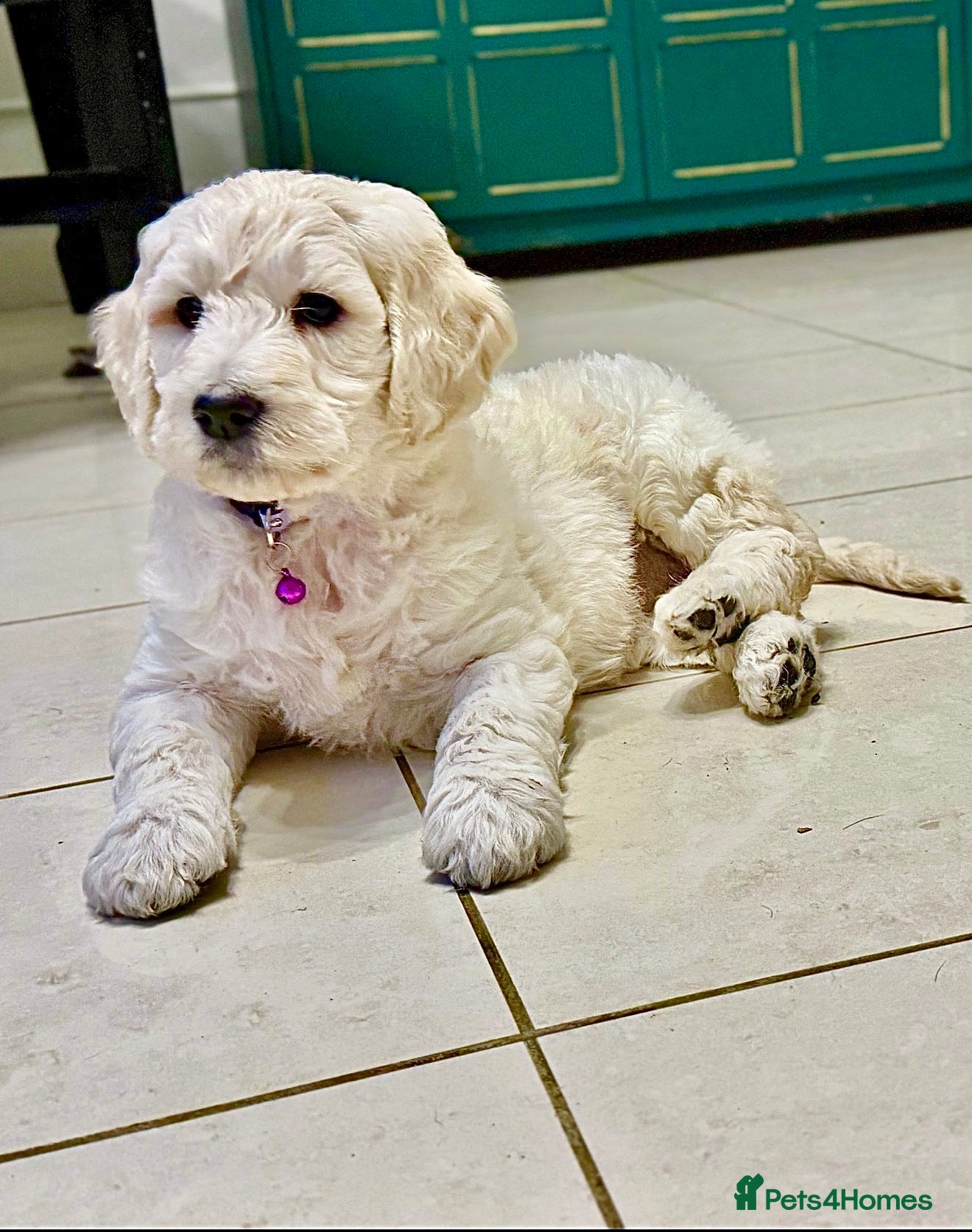 Goldendoodle dogs Goldendoodle Pups-Parents school well-being dogs  - Advert 1